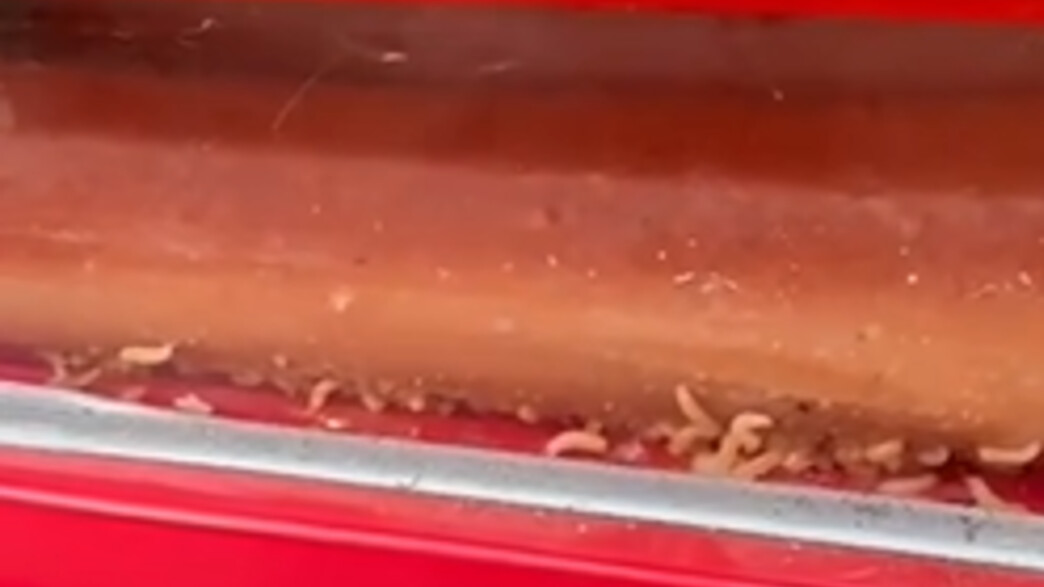 תולעים במזנון בית הספר בעיר חולון תולעים במזנון בית הספר בעיר חולון