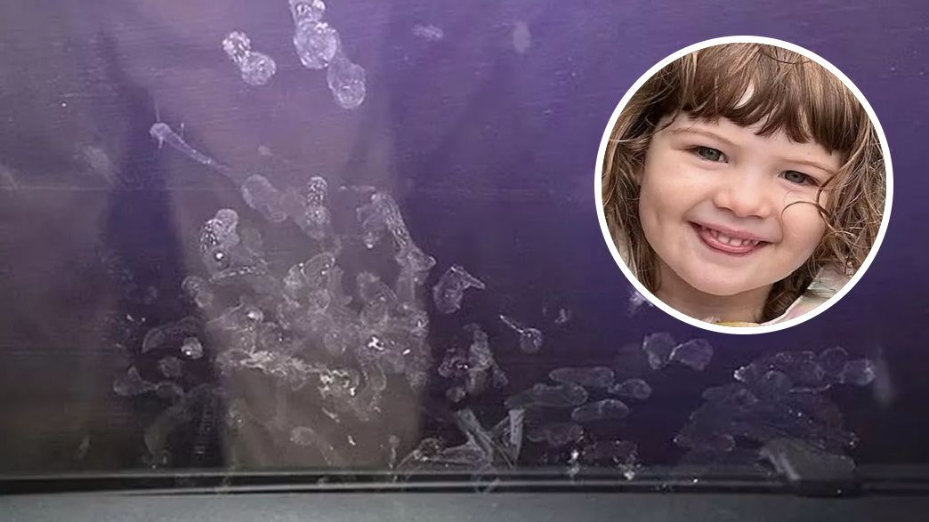 פרקר שולץ פרקר שולץ