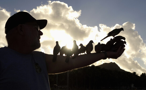 ציפורים בהוואי
