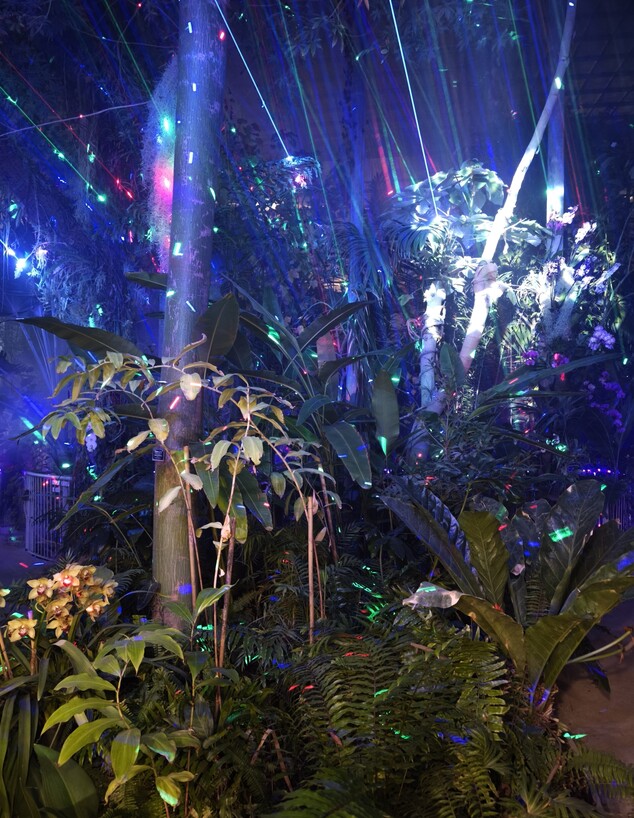 ווינטר דרימס ווינטר דרימס