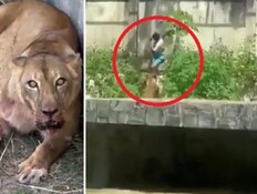 תיעוד חריג: נכנס לכלוב אריות - ונטרף בתוך שניות