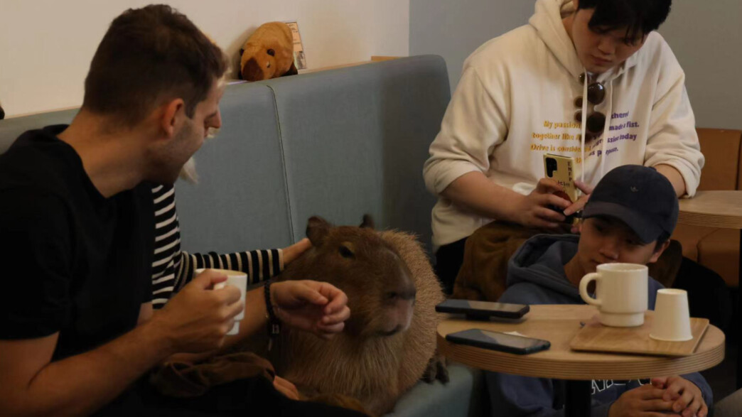 קפיברות בבתי קפה 