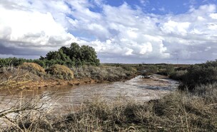 נחל שקמהטפונות (צילום: צפריר אביוב, פלאש 90)