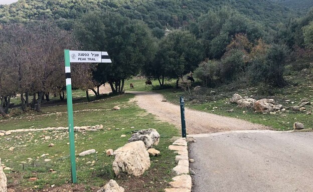 שמורת הר מירון שביל הפסגה שמורת הר מירון שביל הפסגה