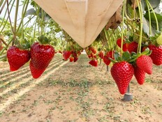 קטיף תותים באורי תותים (צילום: באדיבות אורי תותים) קטיף תותים באורי תותים (צילום: באדיבות אורי תותים)