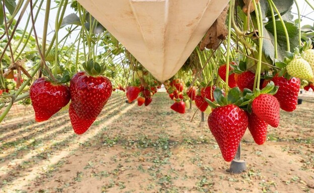 קטיף תותים באורי תותים