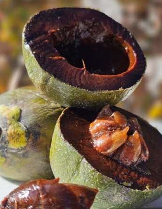 הפירות האקזוטיים של משתלת יוניק