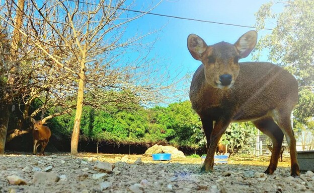 ניתן להאכיל גם את האיילים
