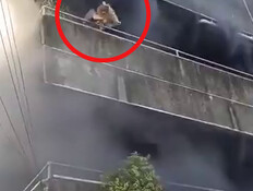 השליכה את הכלבים מהקומה השלישית - אנשים למטה תפסו אותם