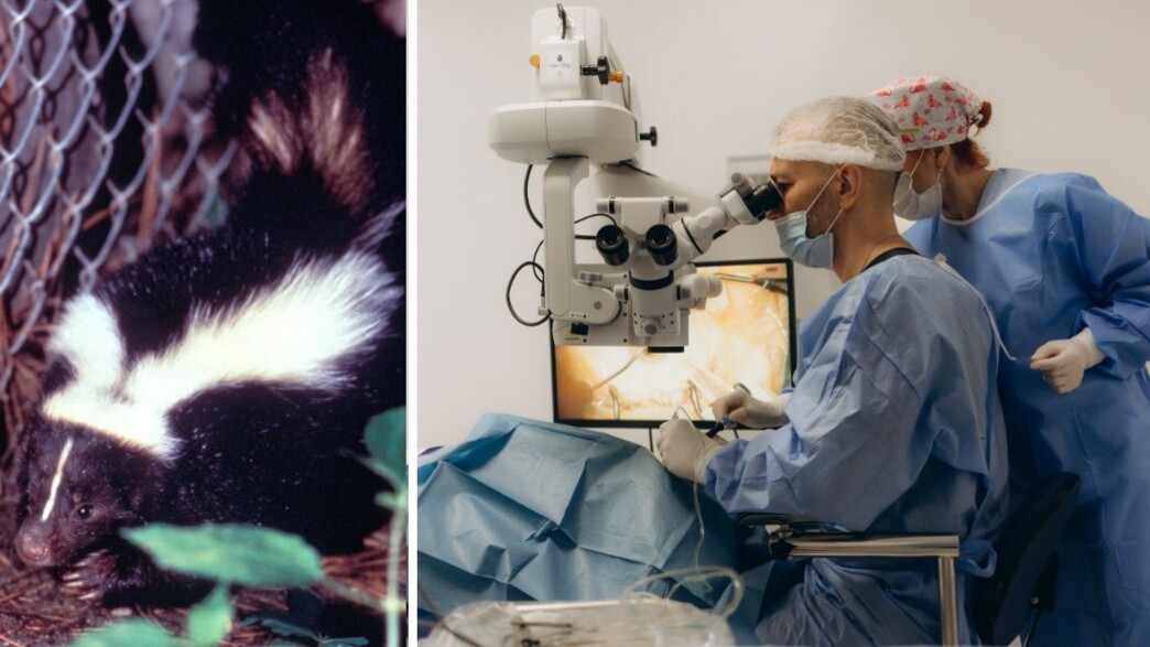 קיבל תרומת כליה - ומת מכלבת קיבל תרומת כליה - ומת מכלבת