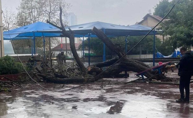 העץ שקרס בבית הספר בראשון לציון במהלך הסופה ביירון העץ שקרס בבית הספר בראשון לציון במהלך הסופה ביירון