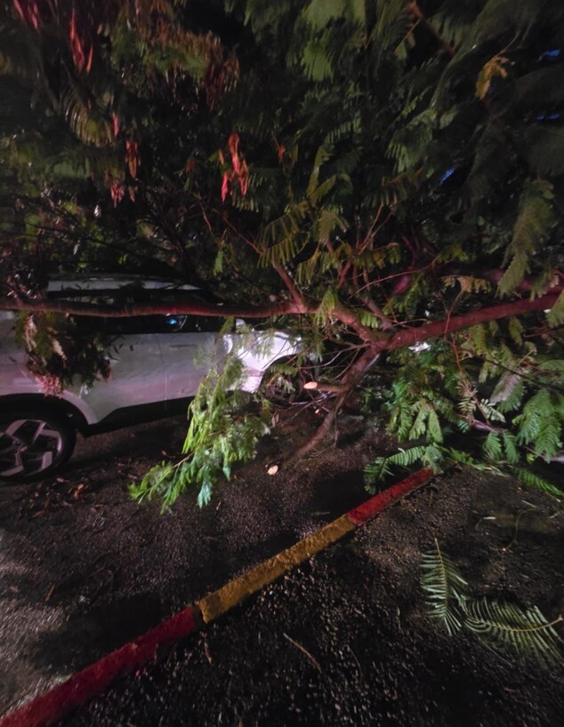 עץ קרס על רכב בחולון עץ קרס על רכב בחולון