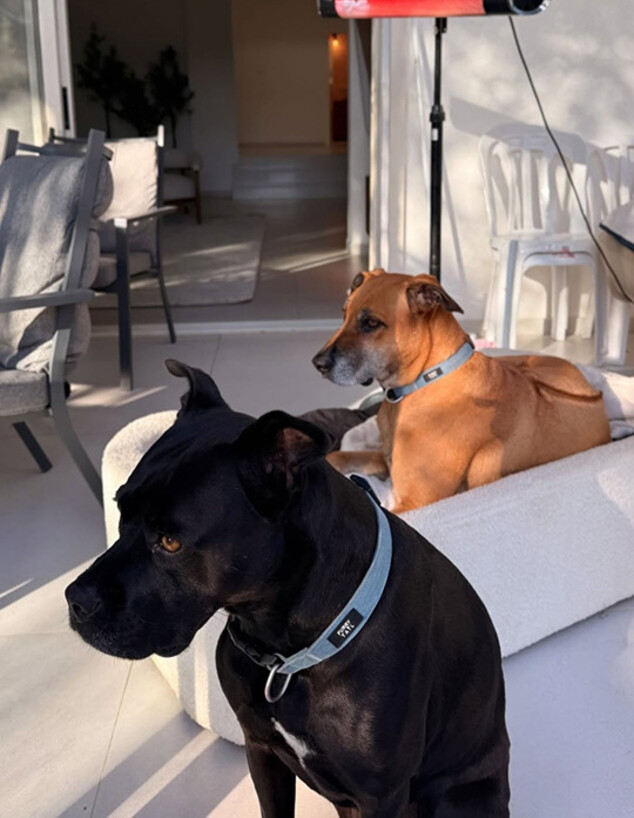 ספיר בורגיל כלבים בפטיו ג ספיר בורגיל כלבים בפטיו ג