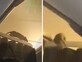אירוע חריג: עכברוש חדר למטוס - הטיסה בוטלה
