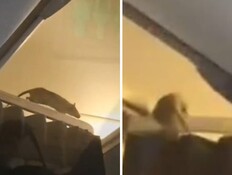 אירוע חריג: עכברוש חדר למטוס - הטיסה בוטלה