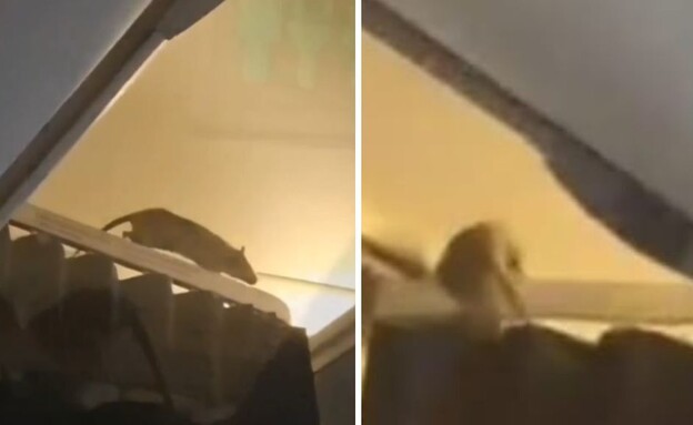 אירוע חריג: עכברוש חדר למטוס - הטיסה בוטלה (צילום: מתוך הרשתות החברתיות לפי סעיף 27א' לחוק זכויות יוצרים)