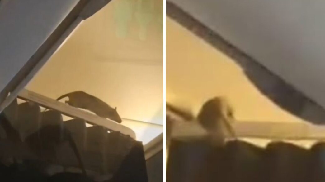 אירוע חריג: עכברוש חדר למטוס - הטיסה בוטלה אירוע חריג: עכברוש חדר למטוס - הטיסה בוטלה
