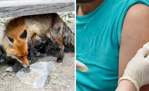 כלבת (צילום: שאטרסטוק)