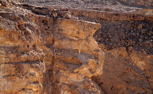 הסנה הבוער (צילום: רון פלד)