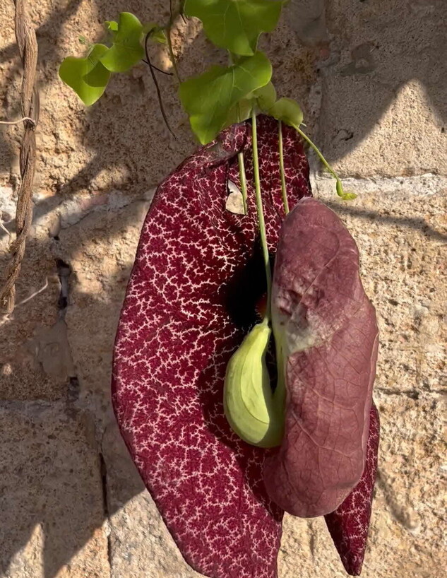 איוטה איוטה