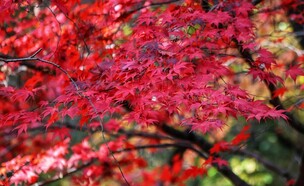 אדר יפני (צילום: shutterstock_Kabar)