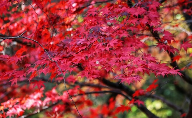 אדר יפני (צילום: shutterstock_Kabar)