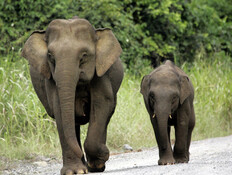 התופעה שמזעזעת מדינה שלמה: "למה שמישהו יעשה דבר כזה?"