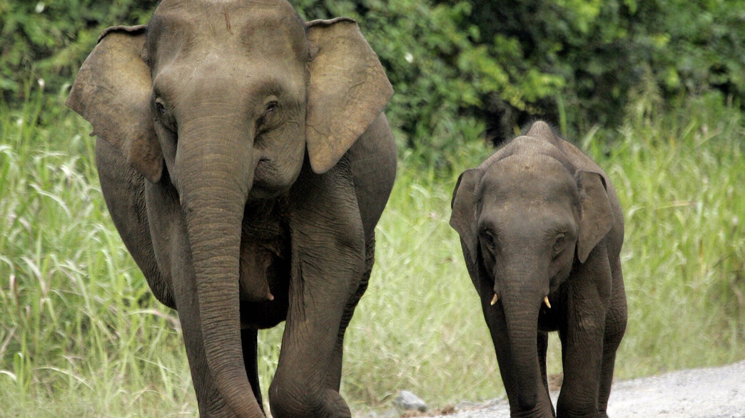 פיל בורנאי פיל בורנאי