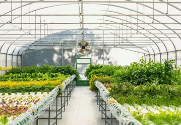 החממה ההידרופונית של היער הסודי החממה ההידרופונית של היער הסודי