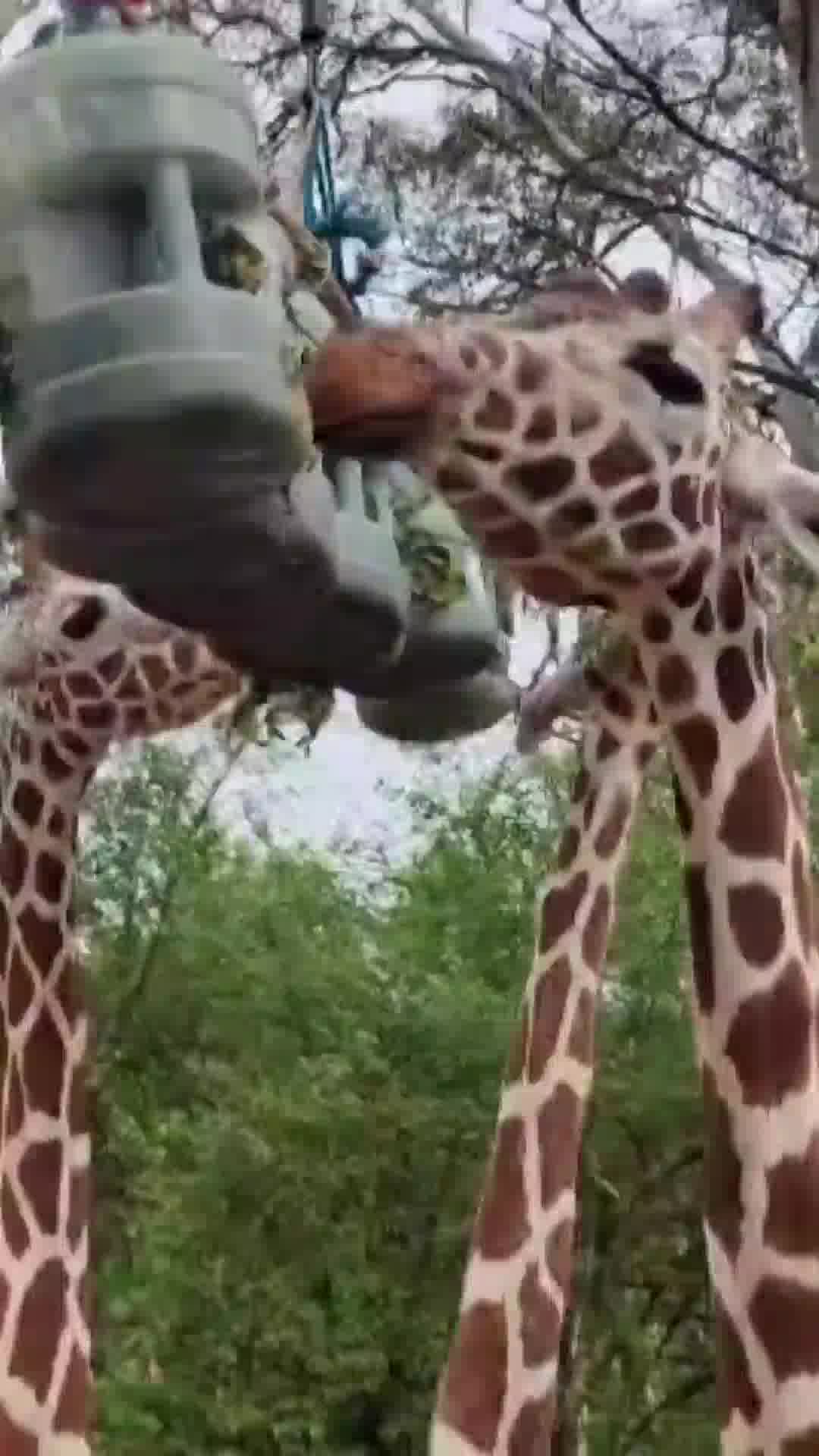 כזה עוד לא היה: החנוכייה הממוחזרת של הג'ירפות בספארי היא הדבר הכי חמוד שתראו היום