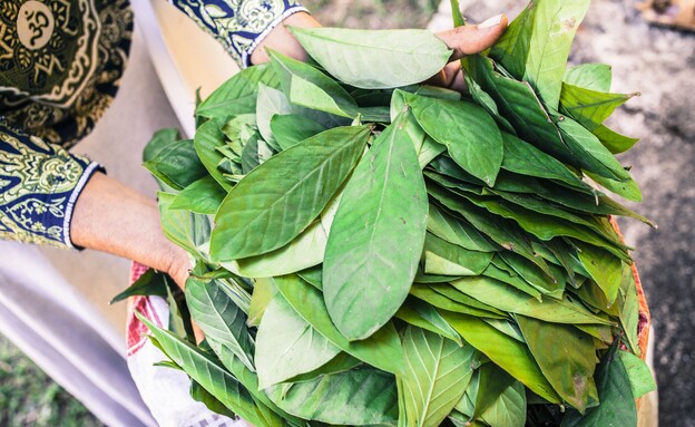 איוואסקה איוואסקה