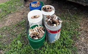 מלקטי הפטריות (צילום: השומר החדש)