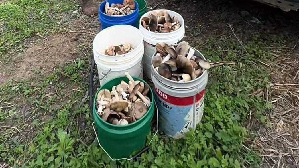 מלקטי הפטריות מלקטי הפטריות