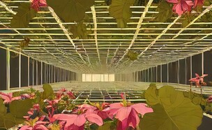 יצירה של האומן רונן תנחום