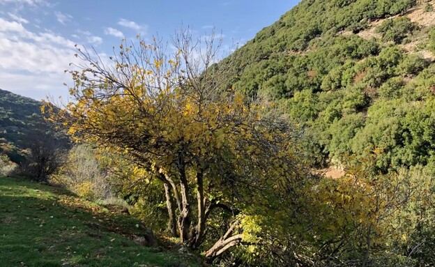 עץ כזיב עליון חביס 