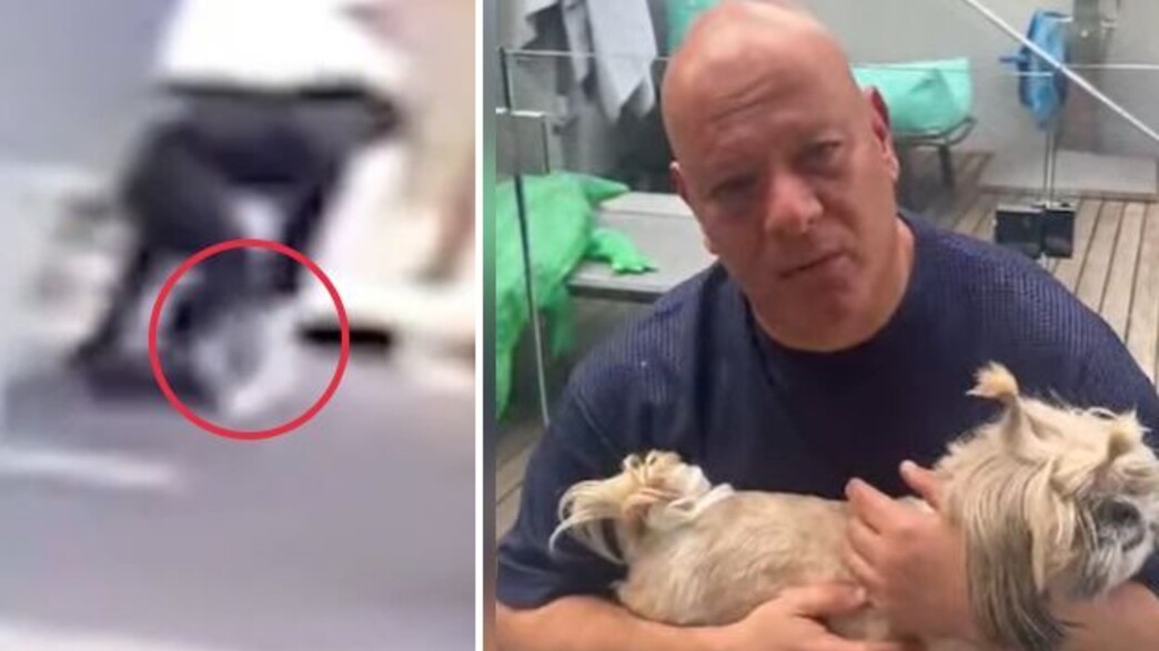 עופר מנדל, חטיפת כלבה עופר מנדל, חטיפת כלבה