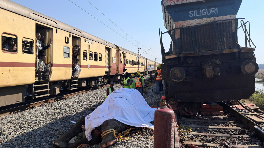7 פילים נהרגו בתאונת רכבת בהודו