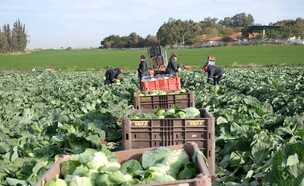 דרך הלקט (צילום: לקט ישראל)