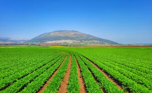 גזר שלוחות (צילום: גזר שלוחות)