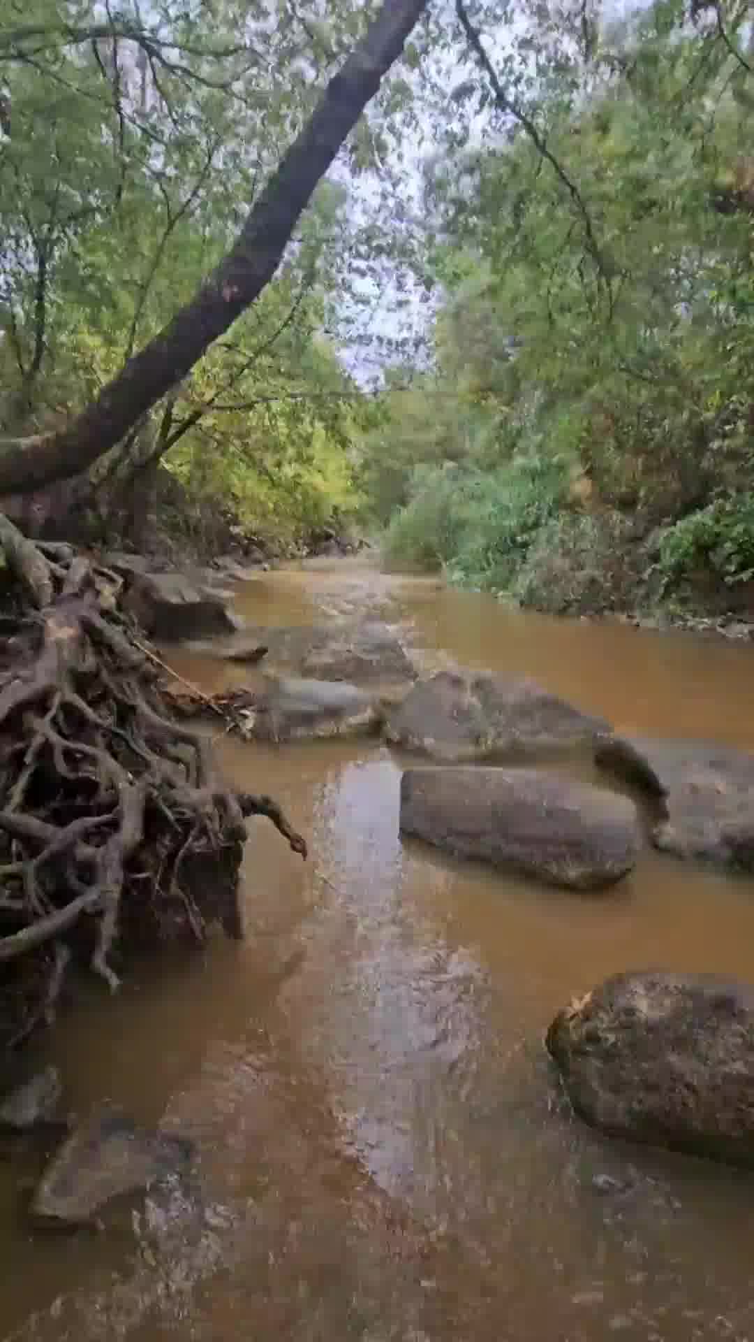 היום יהיה מעונן חלקית עד בהיר והלחות תרד. הטמפ' יעלו מעט, בעיקר בחוף ובשפלה. בצפון הארץ ינשבו רוחות