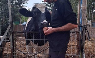 הפרה שריגשה לוחם (צילום: תלמה תומסון)