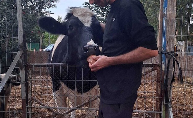 הפרה שריגשה לוחם (צילום: תלמה תומסון)