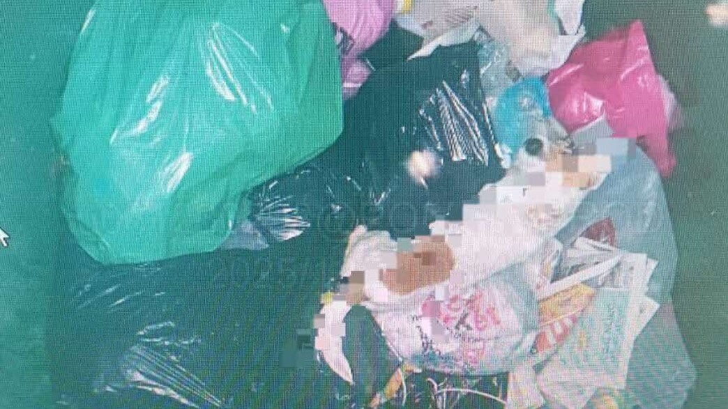 הכלב החולה שנזרק על ידי בעליו בן ה-70 לפח האשפה