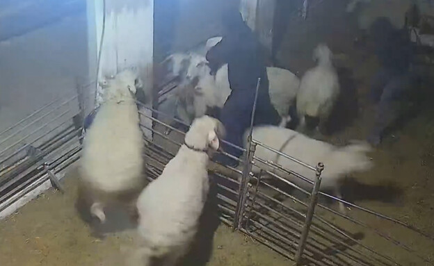 הפגיעה בחיות באירוע הקיצוני (צילום: מתוך תיעוד שעלה ברשתות החברתיות, שימוש לפי סעיף 27א' לחוק זכויות יוצרים)