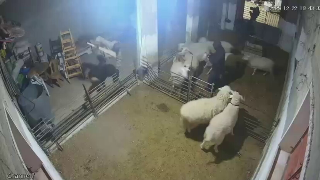 5 ישראלים נעצרו ע