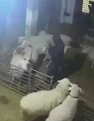 5 ישראלים נעצרו בחשד למעורבות באירוע אלימות בהר חברון: "ריססו גז פ