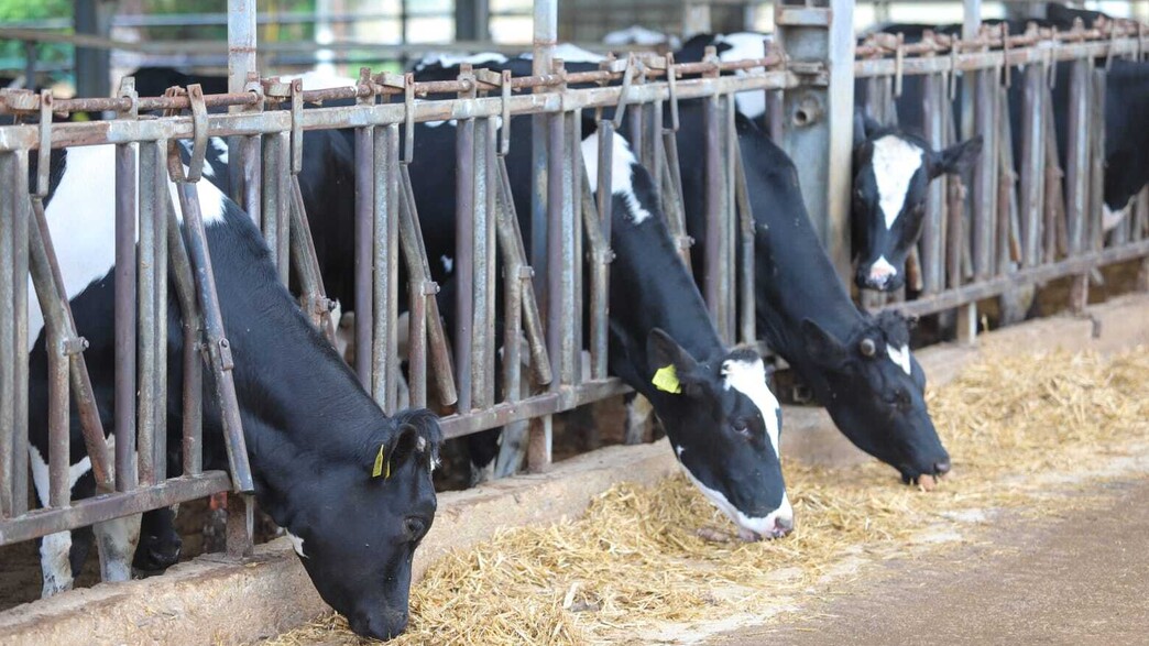 רפת כפר הנוער מאיר שפיה