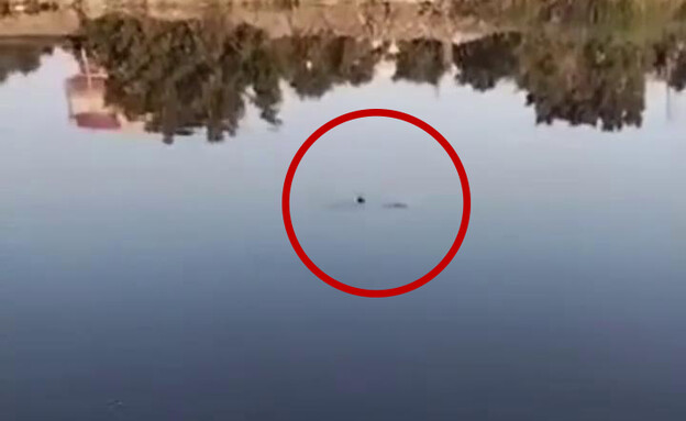 תנין במצרים תנין במצרים