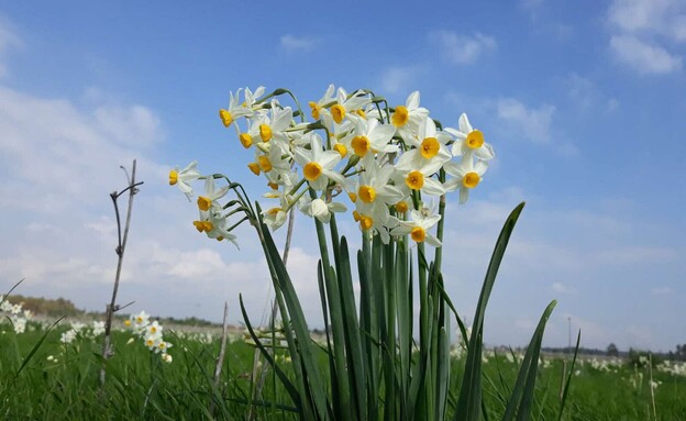 נרקיס מצוי באחו נוב