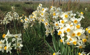 נרקיס מצוי באחו נוב (צילום: אבי בן דוד)